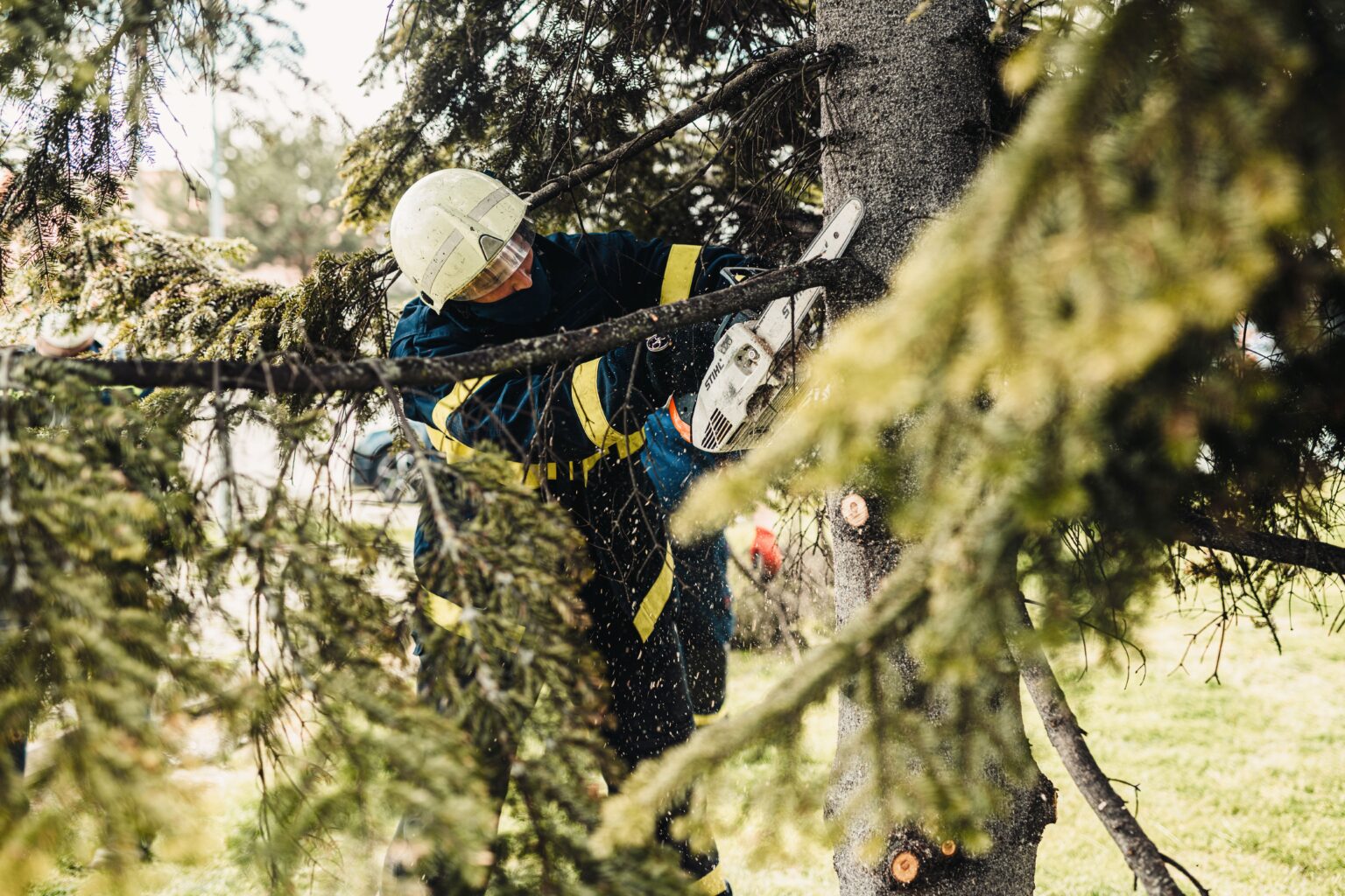Arborist Services for Residential Tree Care